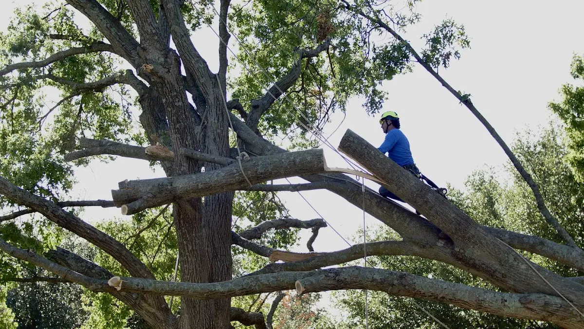 Professional Hazardous Tree Removal performed by certified arborists in Big Sky