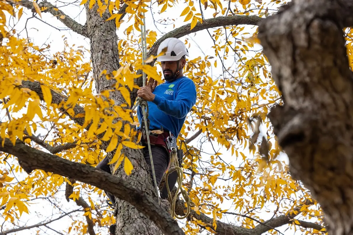 Skilled Tree Trimming crew working in Big Sky